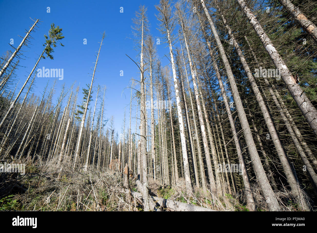 Forêt morte grand angle photographie. Pins après la pollution atmosphérique et les pluies acides. Banque D'Images