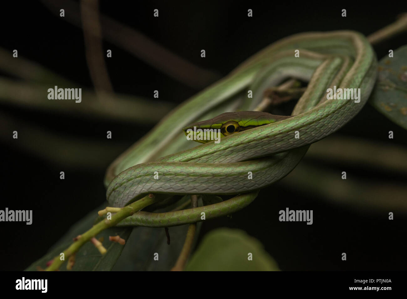 Daudin's vine snake (Xenoxybelis argenteus), anciennement connu sous le nom de Philodryas argenteus, dormir sur une branche basse dans la jungle amazonienne. Banque D'Images