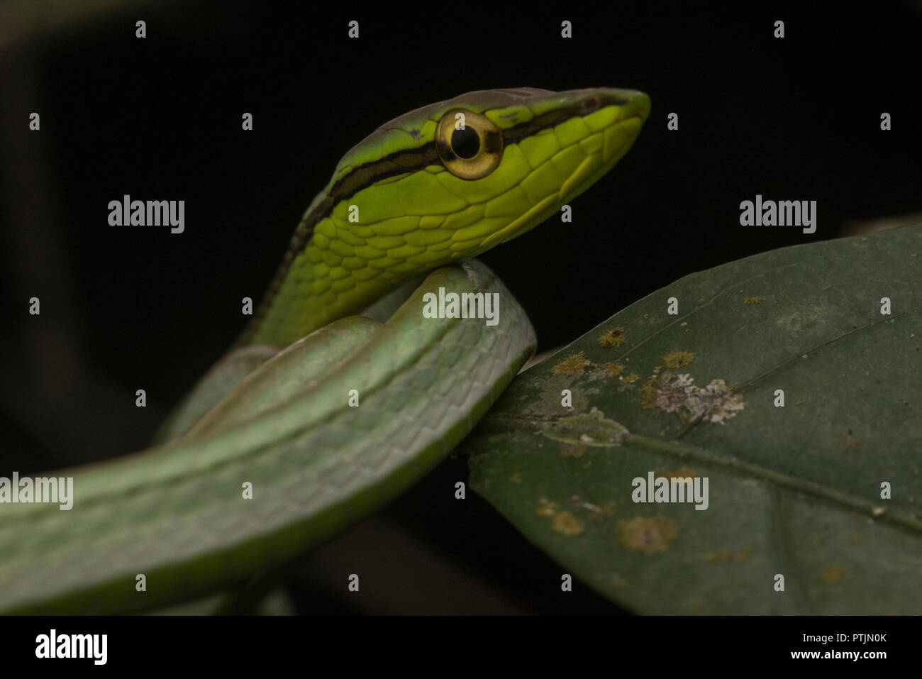 Daudin's vine snake (Xenoxybelis argenteus), anciennement connu sous le nom de Philodryas argenteus, dormir sur une branche basse dans la jungle amazonienne. Banque D'Images