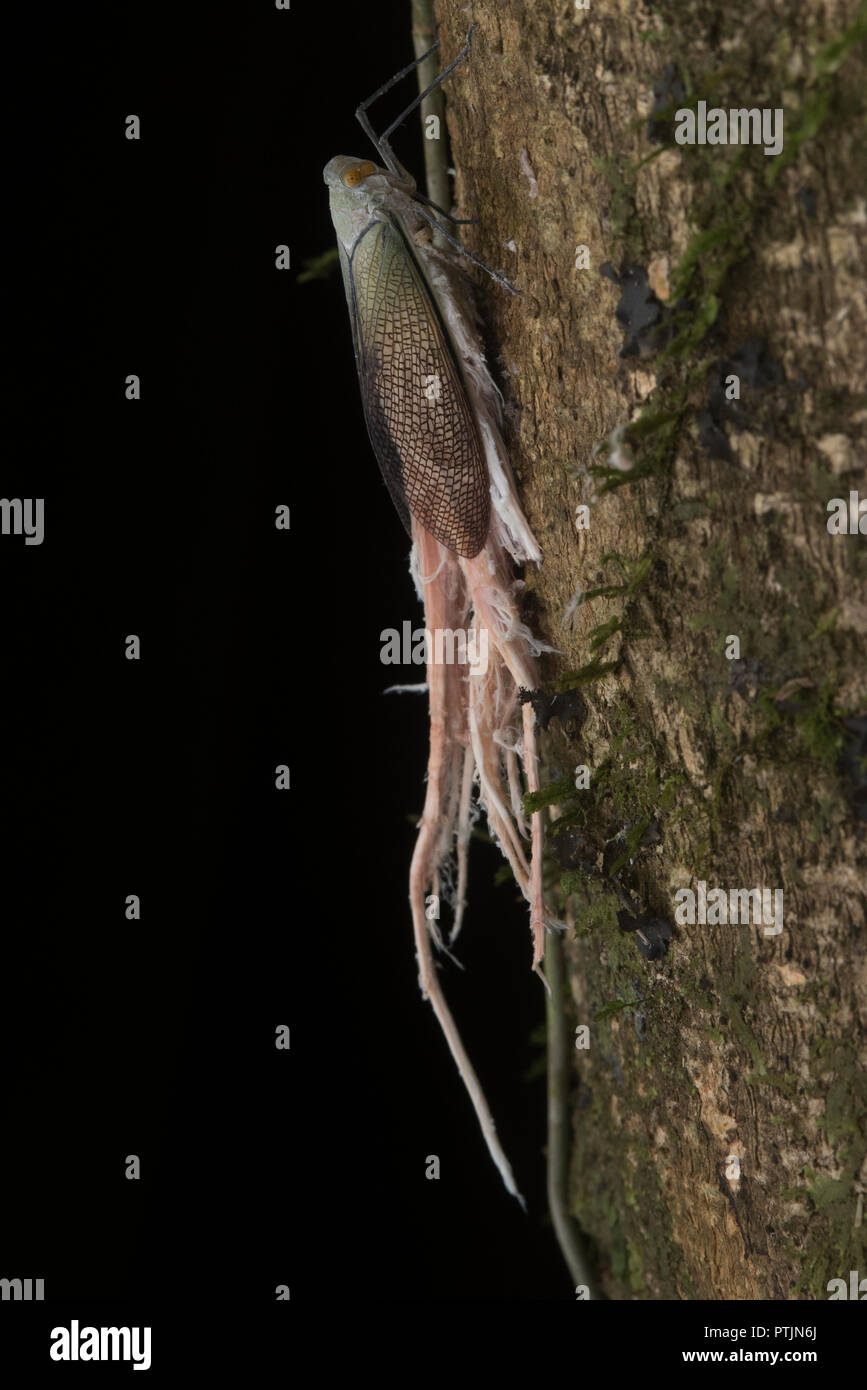 Un treehopper sur un tronc d'arbre au Pérou. Les projections sont des sécrétions cireuses qui va se casser si un prédateur attrape-les. Banque D'Images