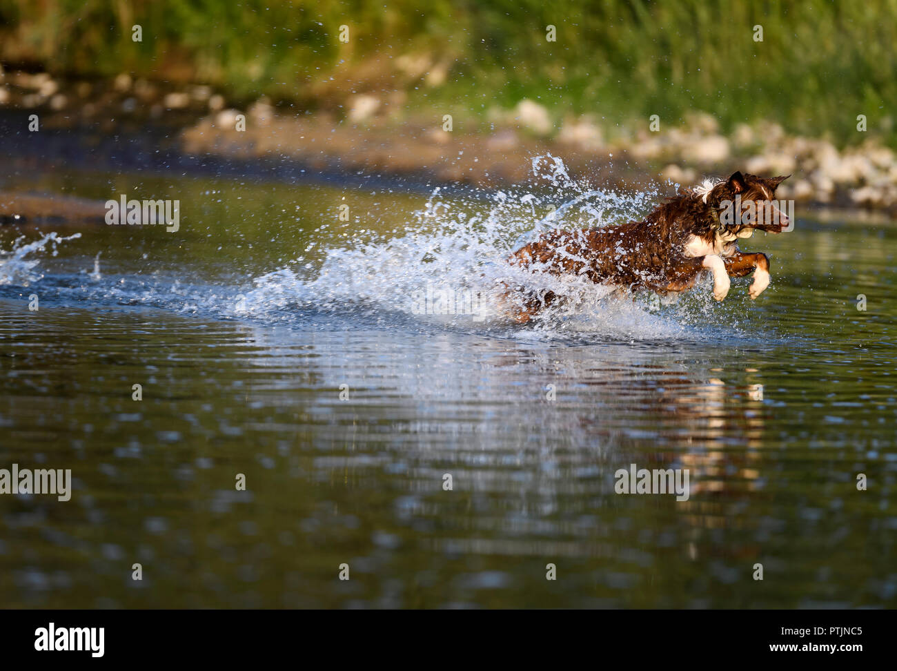Border Collie chassant la bille jetée dans la rivière à Andie Ranch Montana Banque D'Images