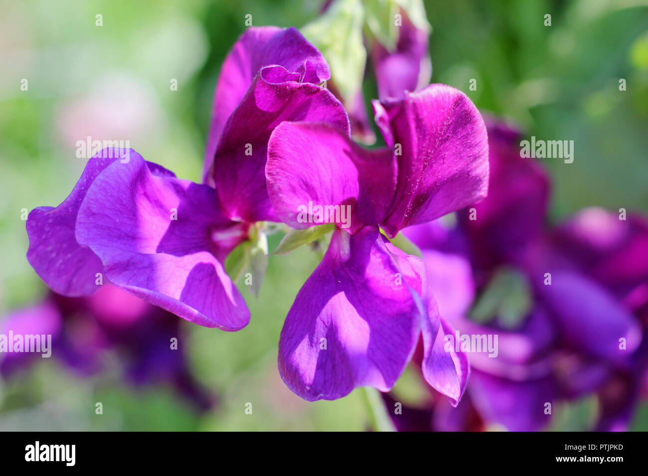 Lathyrus odoratus 'Bienvenue à Yorkshire' pois de fleurs qui poussent dans un jardin anglais, l'été, UK Banque D'Images