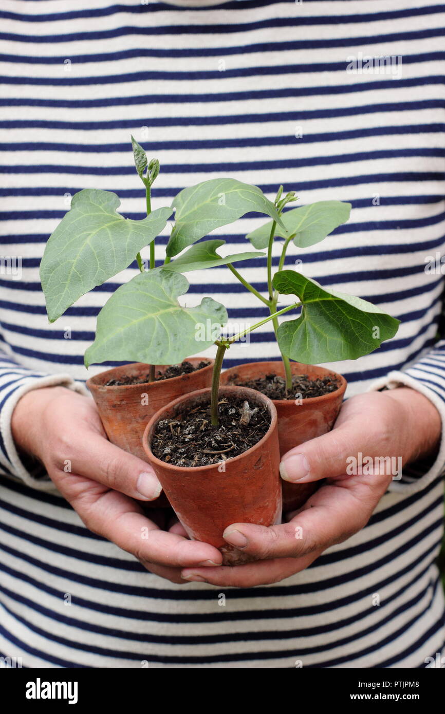 Phaseolus coccineus. Les jeunes 'haricot Enorma' variété de plantes en pots prêts pour la plantation, UK Banque D'Images
