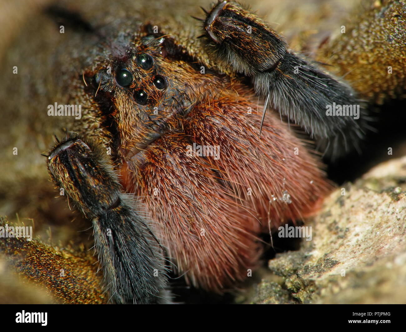 Face frontale macro d'une araignée banane d'espèces venimeuses, d'Amérique du sud, également connu sous le nom de banana spider et aranha. armadeira Banque D'Images