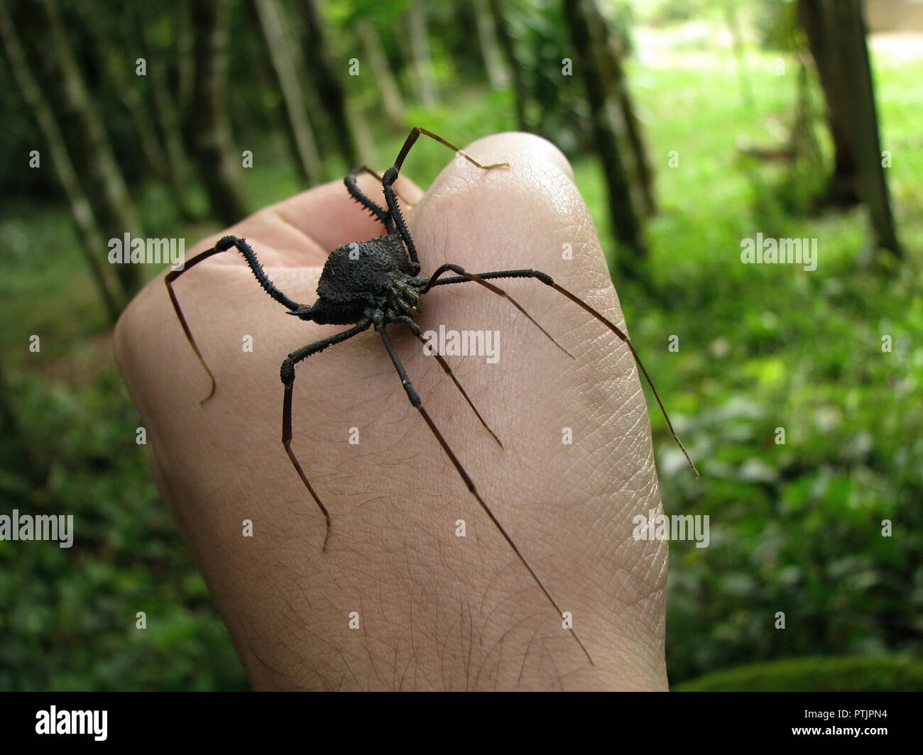 Harvestman Big, un arachnide superficiellement semblables aux araignées et avec le même nom commun de Daddy Long Legs, traitées sur un fond de forêt. Banque D'Images