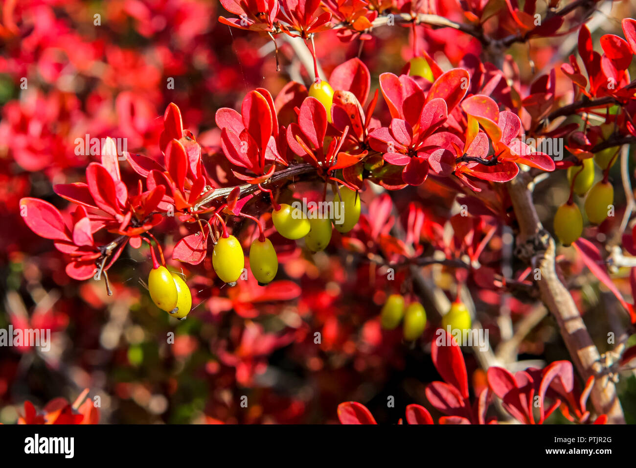 Yellov berries sur le coussinet à feuilles rouges. Banque D'Images