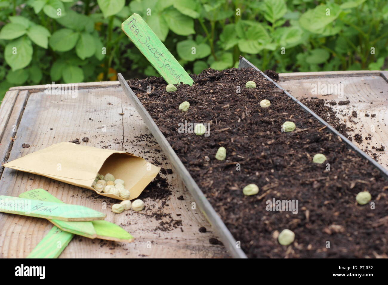 Pisum sativum variété mange-tout. Les semis de pois mange-tout 'Sweet Sensation' sur une goulotte de semences dans un jardin anglais, UK Banque D'Images