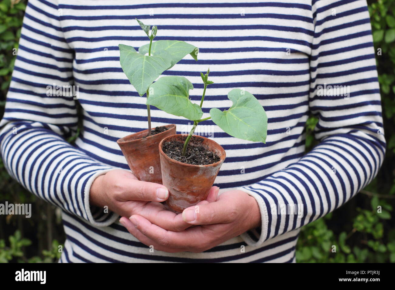 Phaseolus coccineus. Les jeunes 'haricot Enorma' variété de plantes en pots prêts pour la plantation, UK Banque D'Images