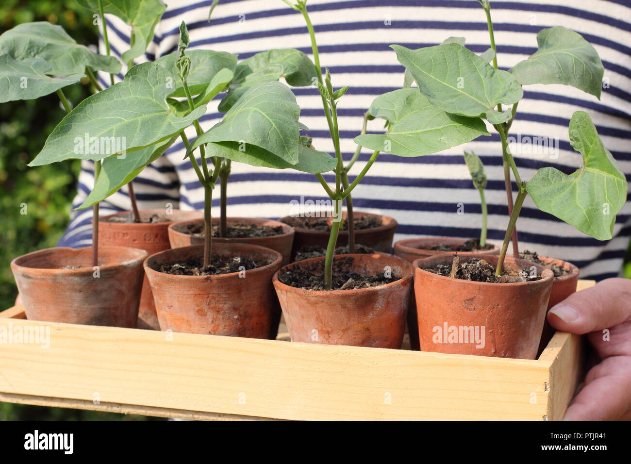 Phaseolus coccineus. Les jeunes 'haricot Enorma' variété de plantes en pots prêts pour la plantation, UK Banque D'Images