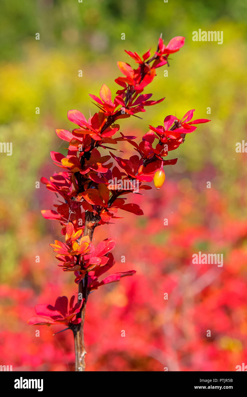 Yellov berries sur le coussinet à feuilles rouges. Banque D'Images