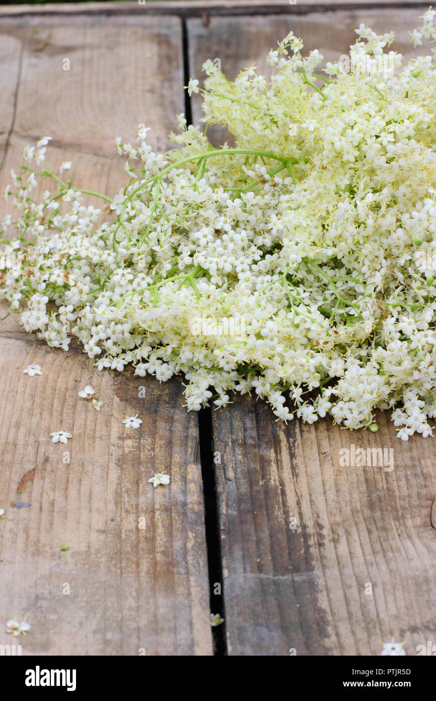 Sambucus Nigra Fleurs De Sureau Anglais Fraîchement