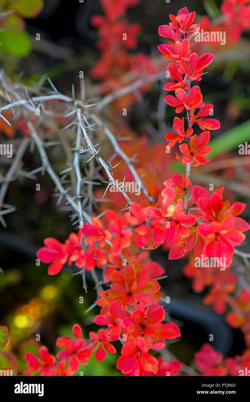 Branche avec feuilles rouges et les épines en automne. Banque D'Images