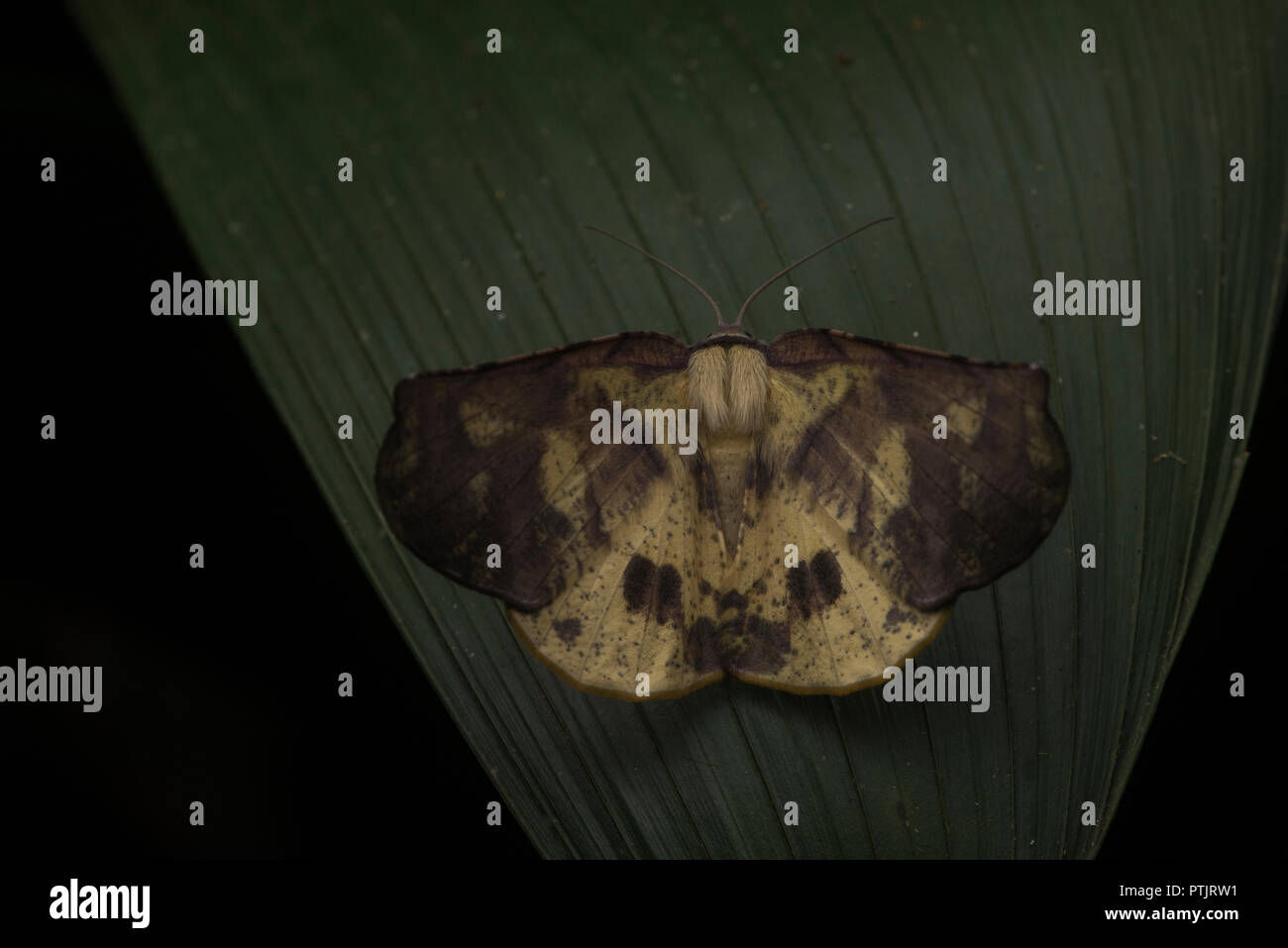 Une sorte de papillon jaune de la forêt amazonienne au Pérou. Banque D'Images