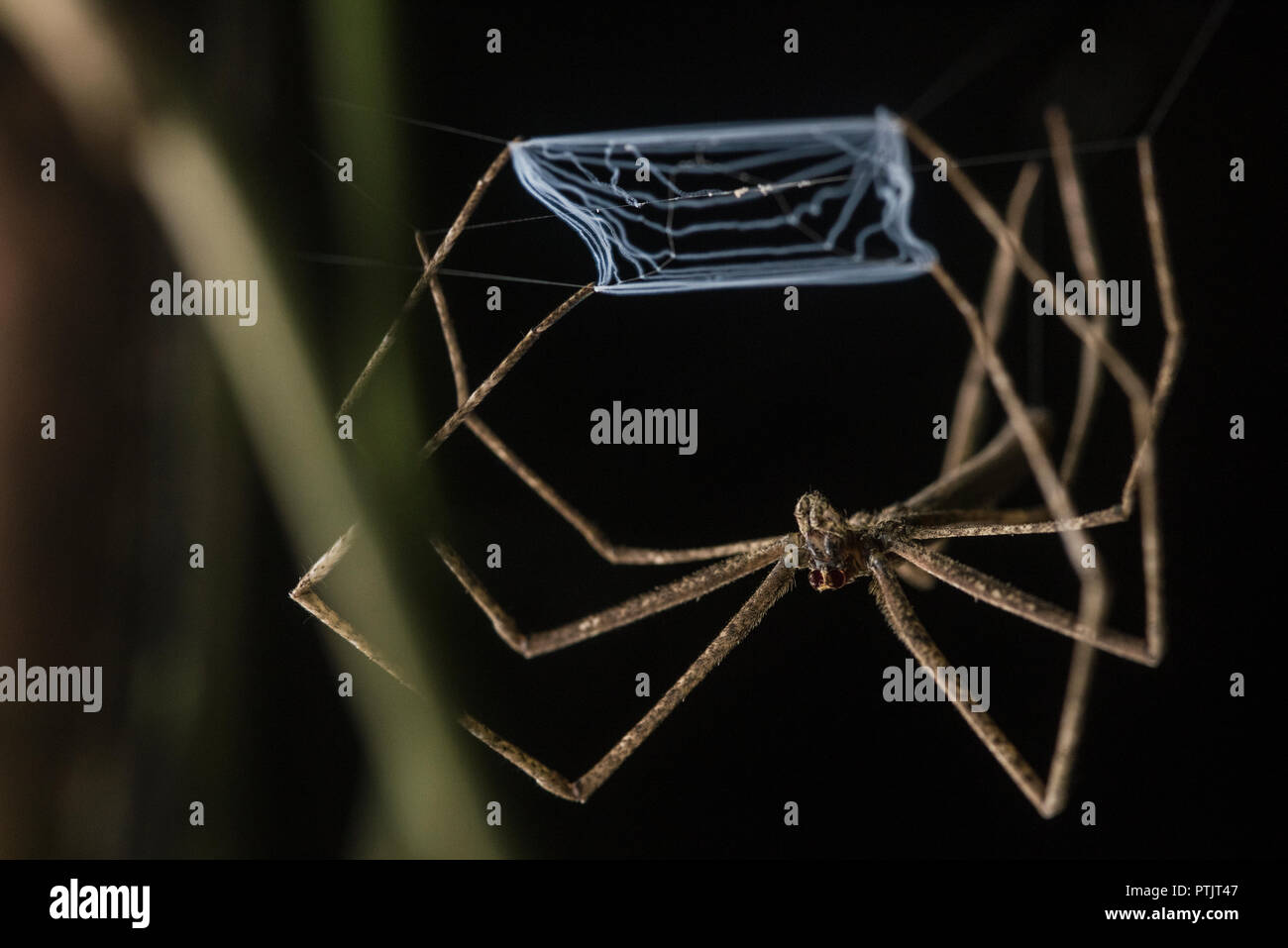 Un casting net (araignée Deinopis sp.) se trouve au prêt, prêt à prendre n'importe quel insecte qui viennent avec sa modification par web. Banque D'Images