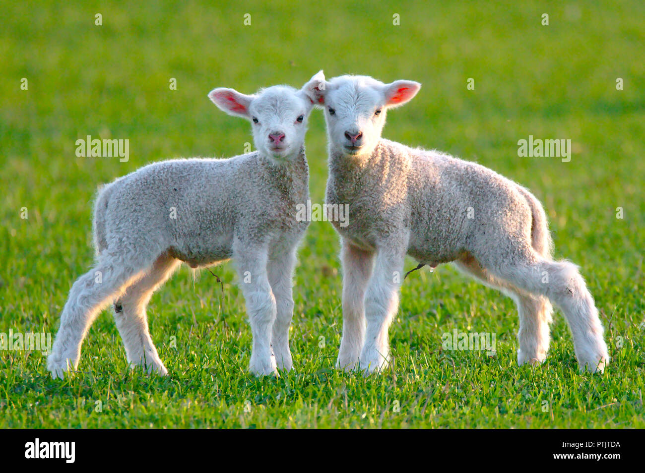 Deux agneaux bébé debout ensemble dans le soleil du soir sur l'herbe verte et à la recherche dans l'appareil. Banque D'Images