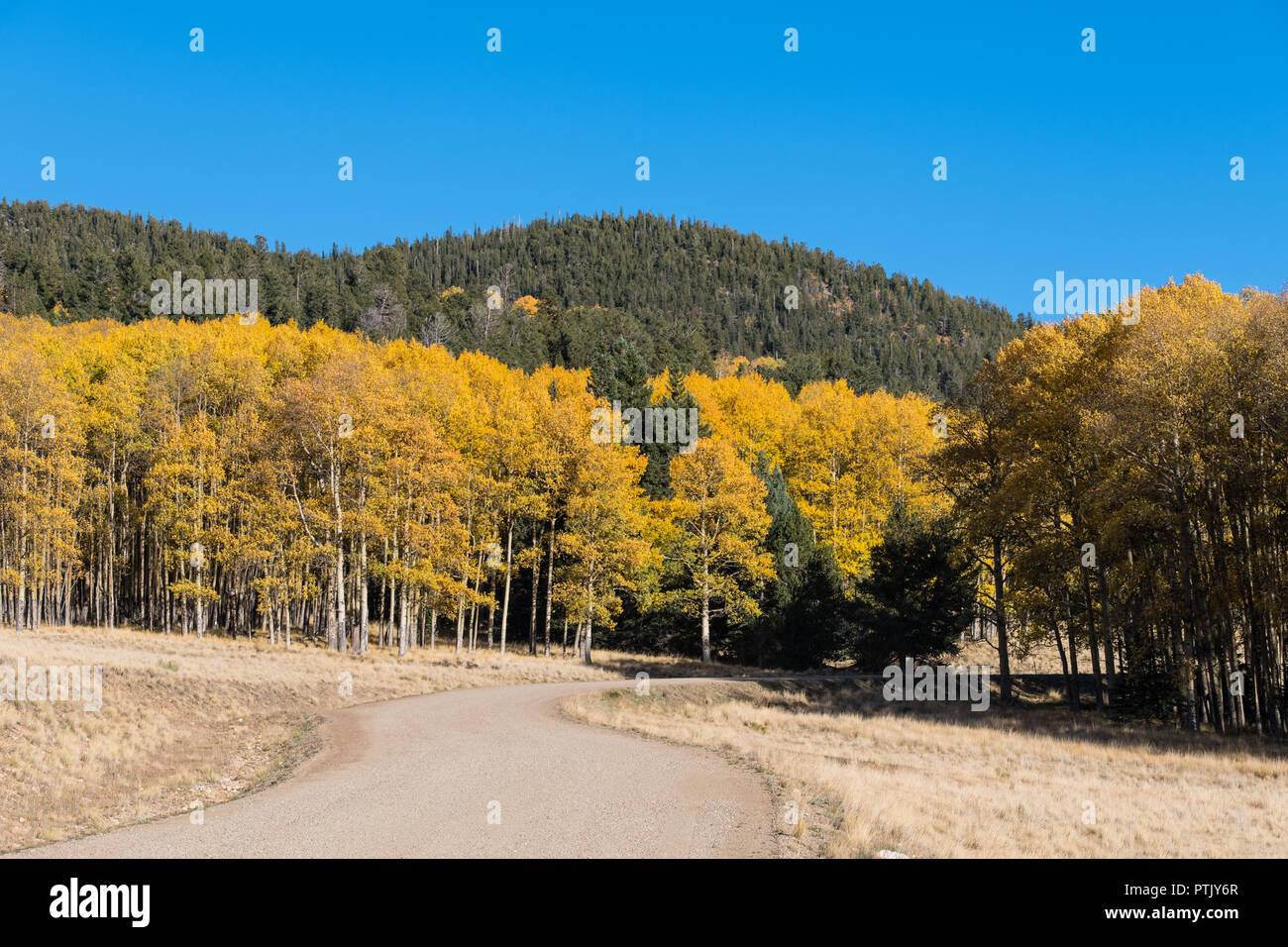 Scène d'automne de gravier qui serpente dans un bosquet de trembles avec de l'or, orange, jaune et feuillage sous un ciel bleu parfait Banque D'Images