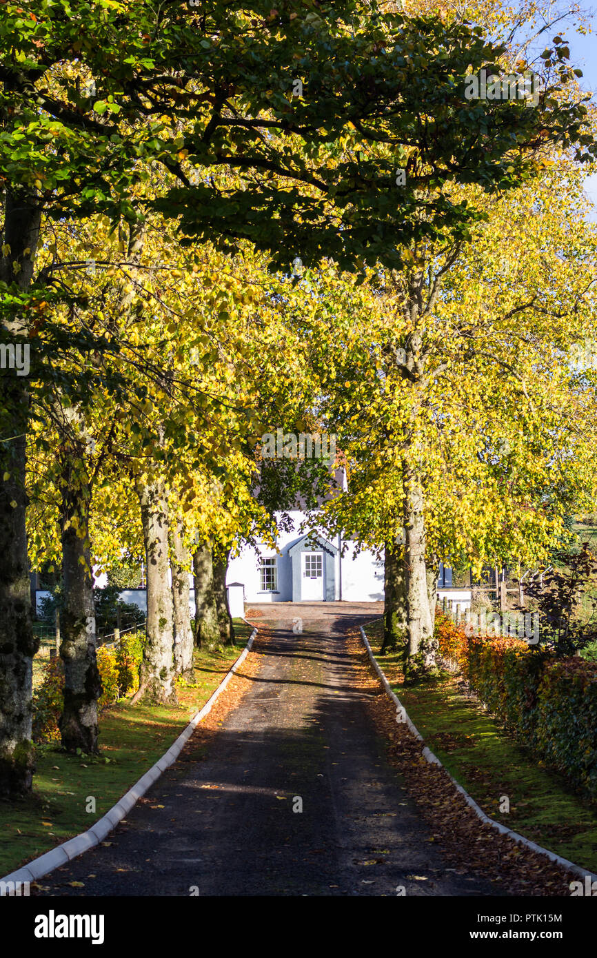 Long Lane recouvert de feuilles et arbres en automne couleurs menant à une maison blanche Banque D'Images