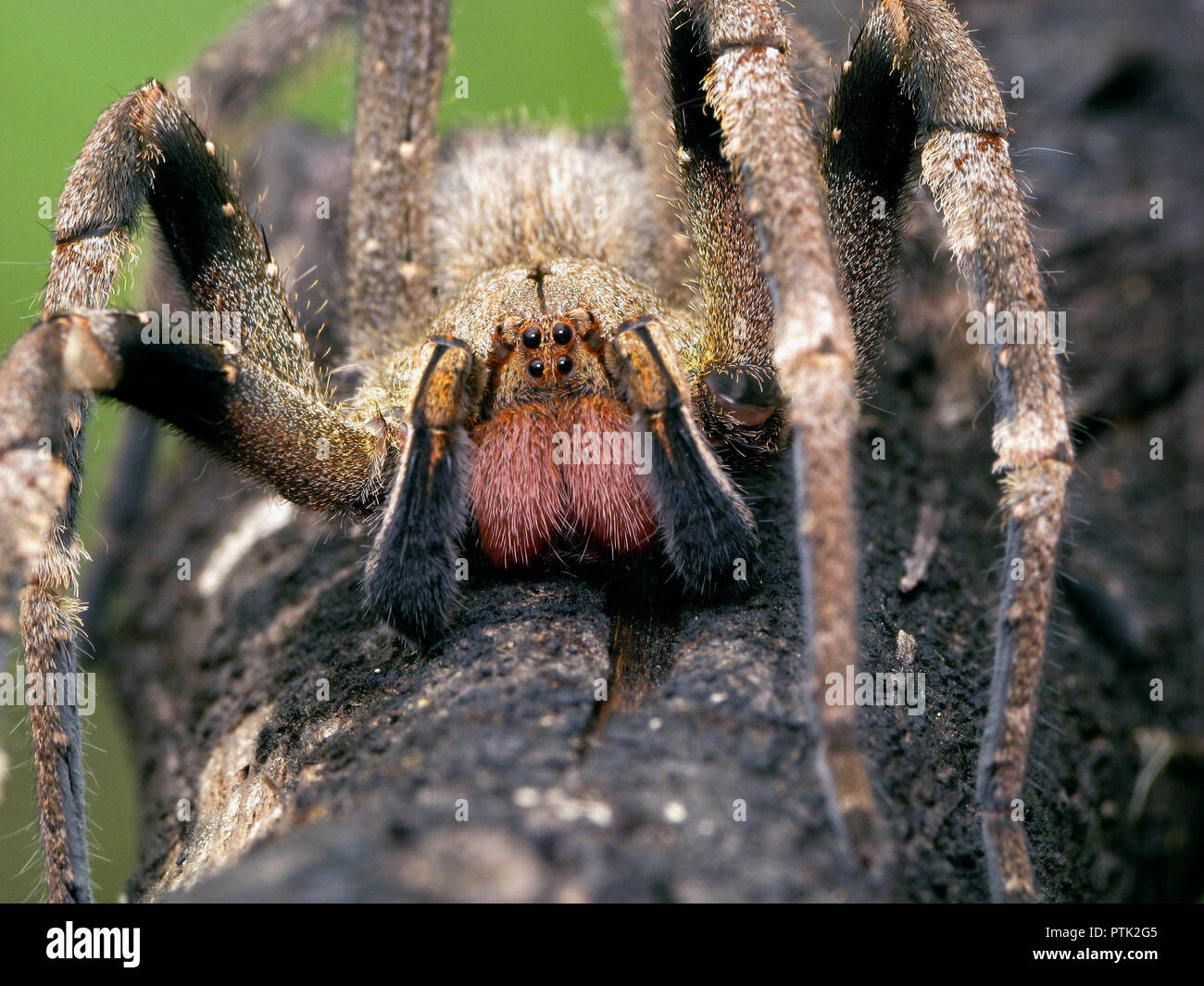 Macro frontale de l'errance du Brésil (araignée Phoneutria), d'araignées venimeux d'Amérique du sud, également connu comme Armadeira, avec quelques morsures mortelles d'accidents. Banque D'Images