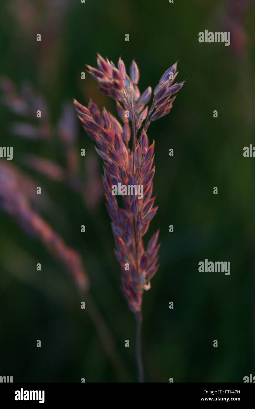 Magnifique coucher de soleil en Ecosse Banque D'Images