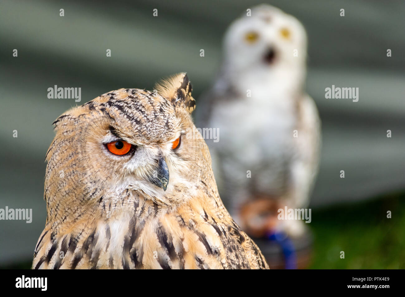 Owl close up - Le grand-duc d'Amérique est généralement de couleur camouflage Banque D'Images