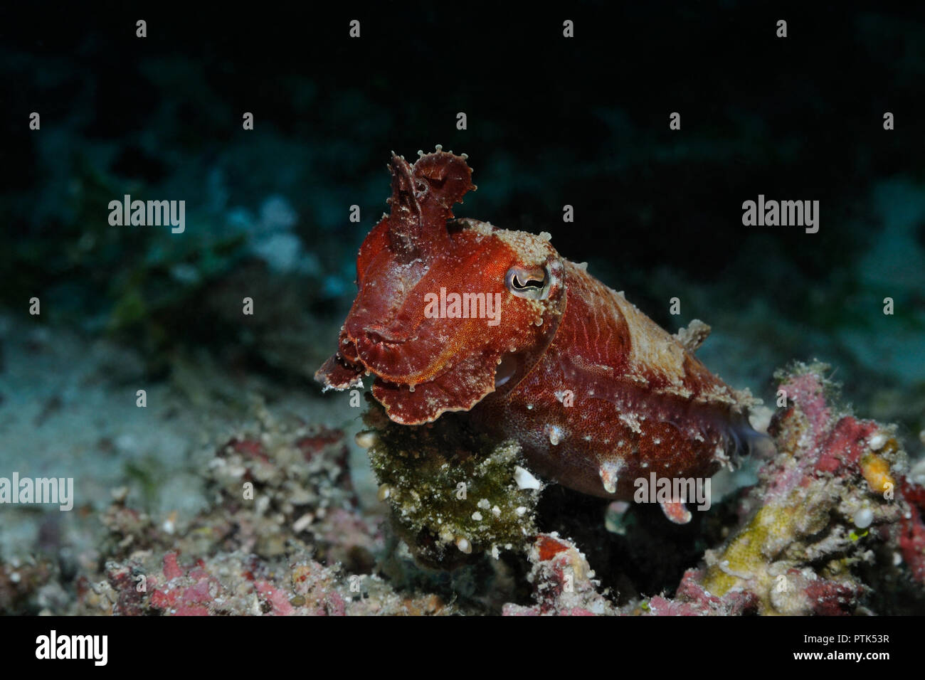 Seiches (Sepia aculeata aiguille (Lat)) survole un corail avec des tentacules, Panglao, Philippines Banque D'Images