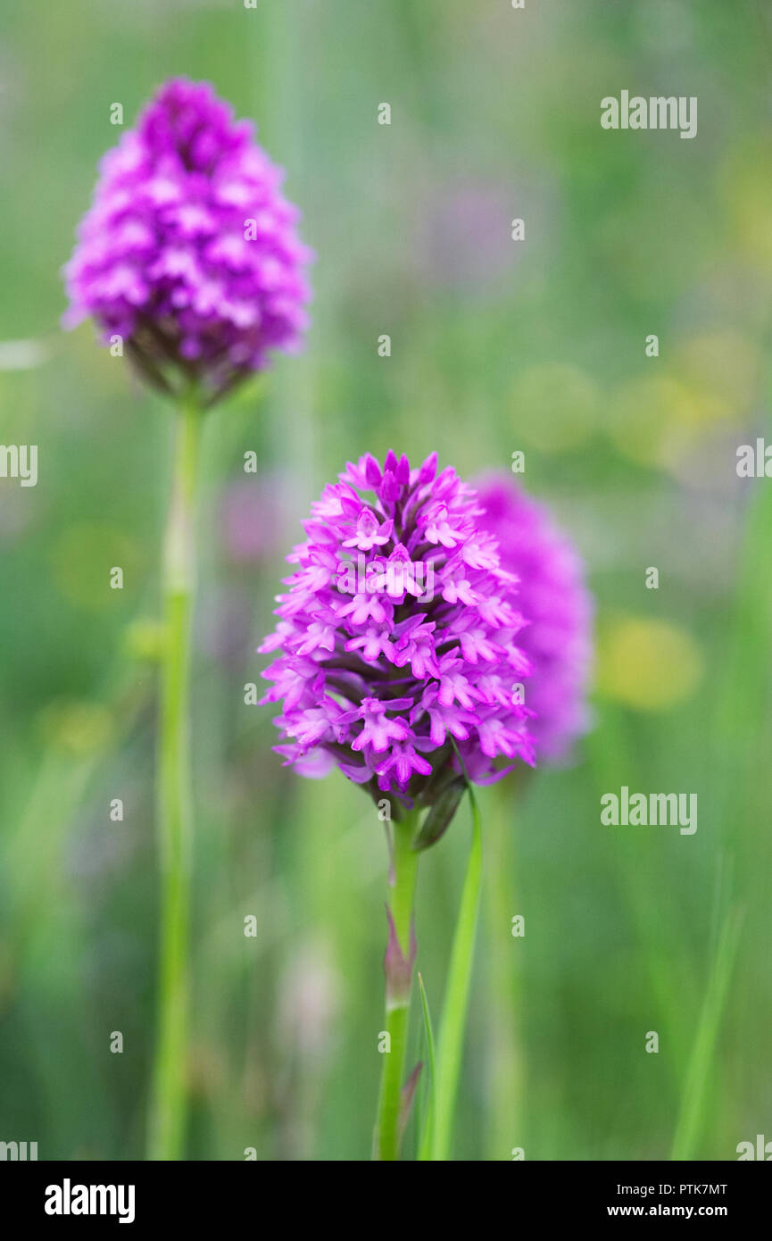 Anacamptis pyramidalis. Orchidée pyramidale dans une prairie de fleurs sauvages. Banque D'Images