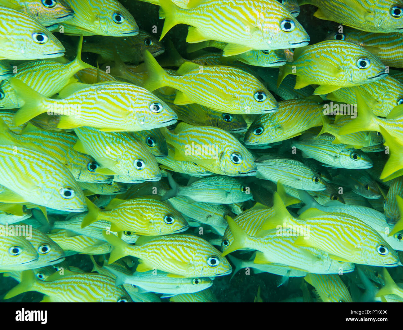 Banc de poissons jaunes dans les eaux de jouer del Carmen au Mexique Banque D'Images