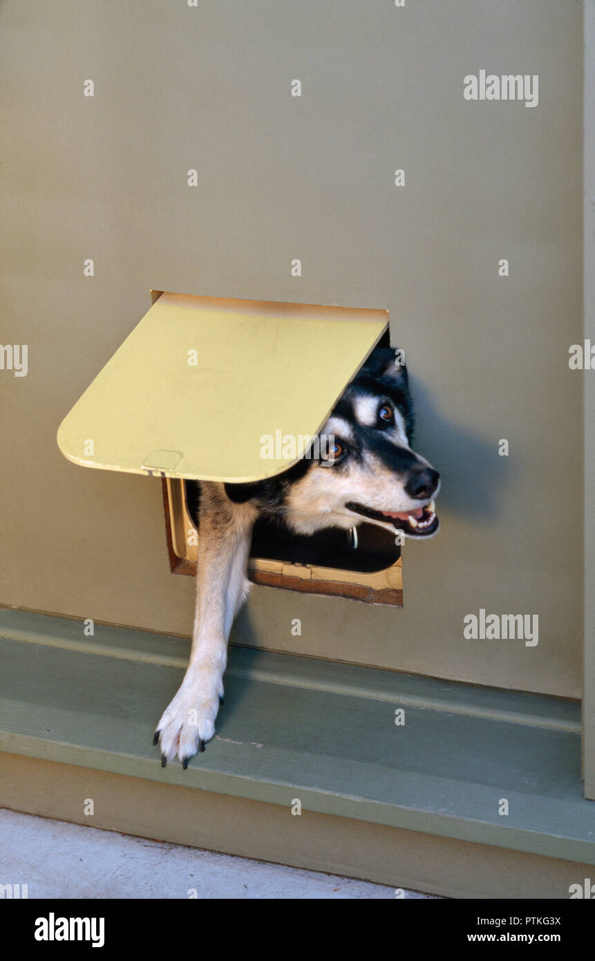 Grande race croisée chien essaie d'utiliser petit chat porte, USA Banque D'Images