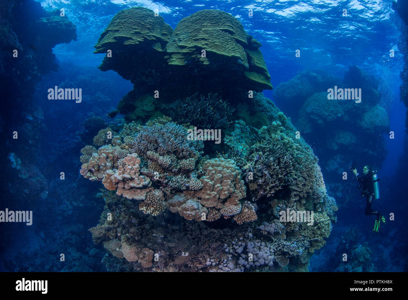 Plongeur femelle photographies un monticule de corail majestueux au crépuscule dans la furie de la Shoas Mer Rouge Banque D'Images