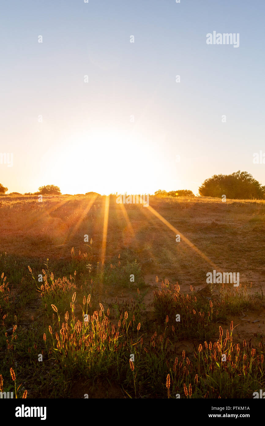 Le soleil du matin illumine les graminées bush dans l'outback de l'Australie occidentale Banque D'Images