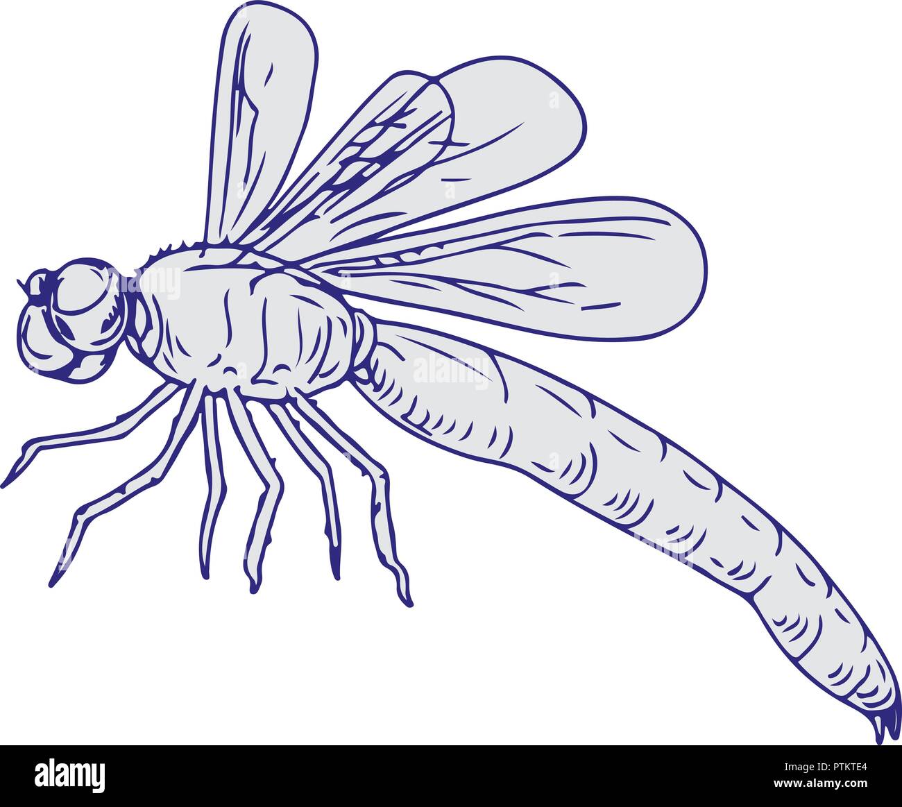 Croquis dessin illustration style de libellule les ailes battantes vue latérale sur fond blanc. Illustration de Vecteur