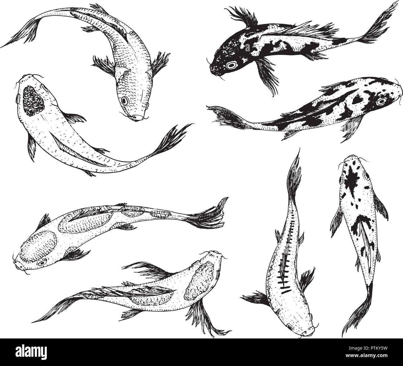 Ensemble de carpes Koi, poissons japonais coréen. les animaux. Gravé à la main line art Vintage tattoo croquis monochrome pour l'étiquette. Illustration de Vecteur