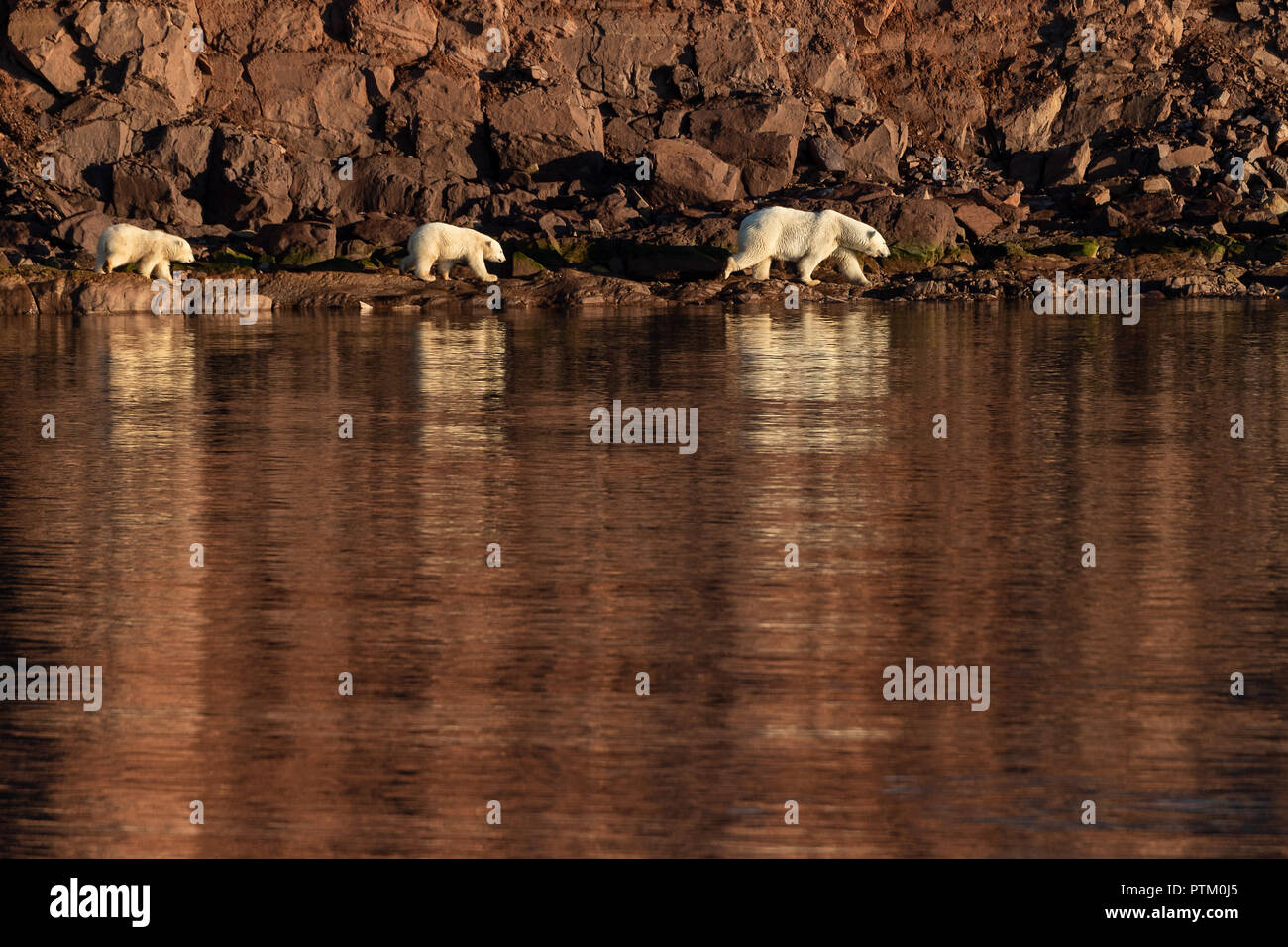 L'ours polaire (Ursus maritimus), mère animal avec deux oursons s'exécutant sur des côtes rocheuses de l'île de Spitsbergen, Woodfjords Banque D'Images