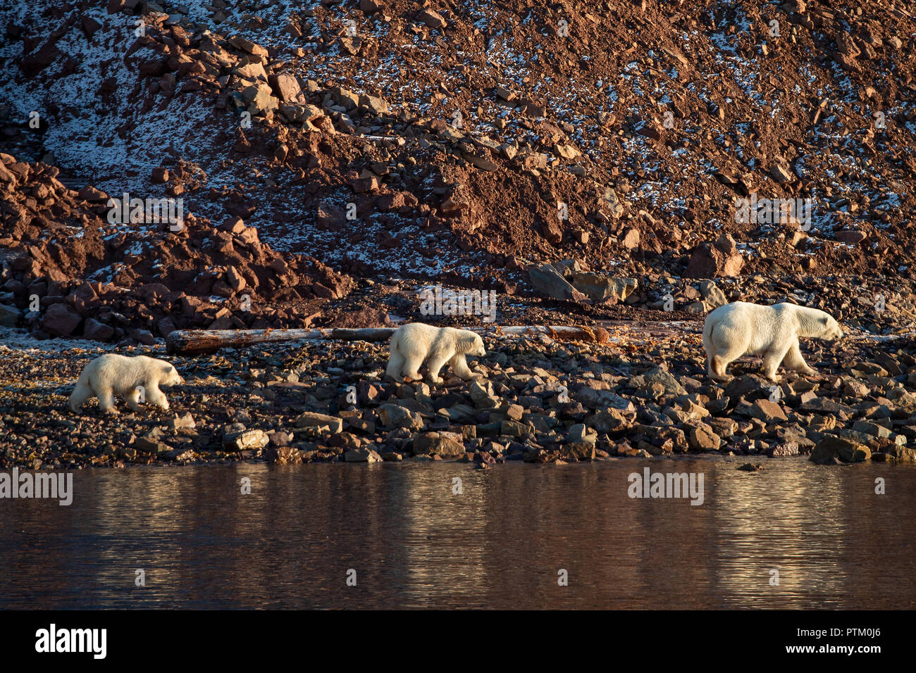 L'ours polaire (Ursus maritimus), mère animal avec deux oursons s'exécutant sur des côtes rocheuses de l'île de Spitsbergen, Woodfjords Banque D'Images