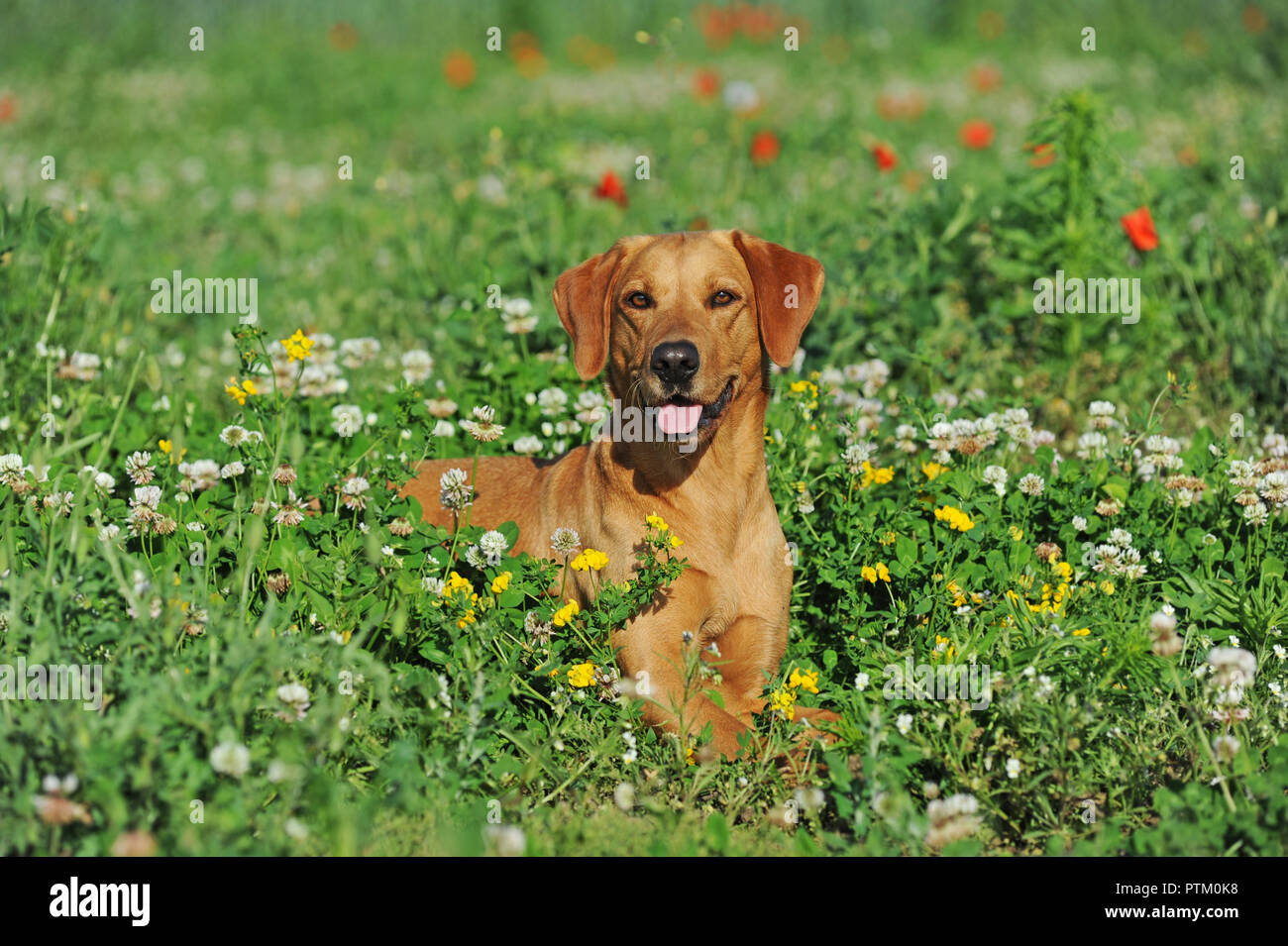 Labrador Retriever, jaune, femme, couchée dans flower meadow, Autriche Banque D'Images