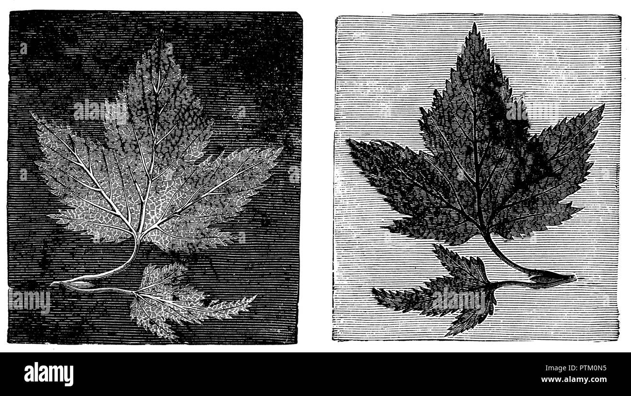 Image négative (à gauche), l'image positive (à droite), 1900 Banque D'Images