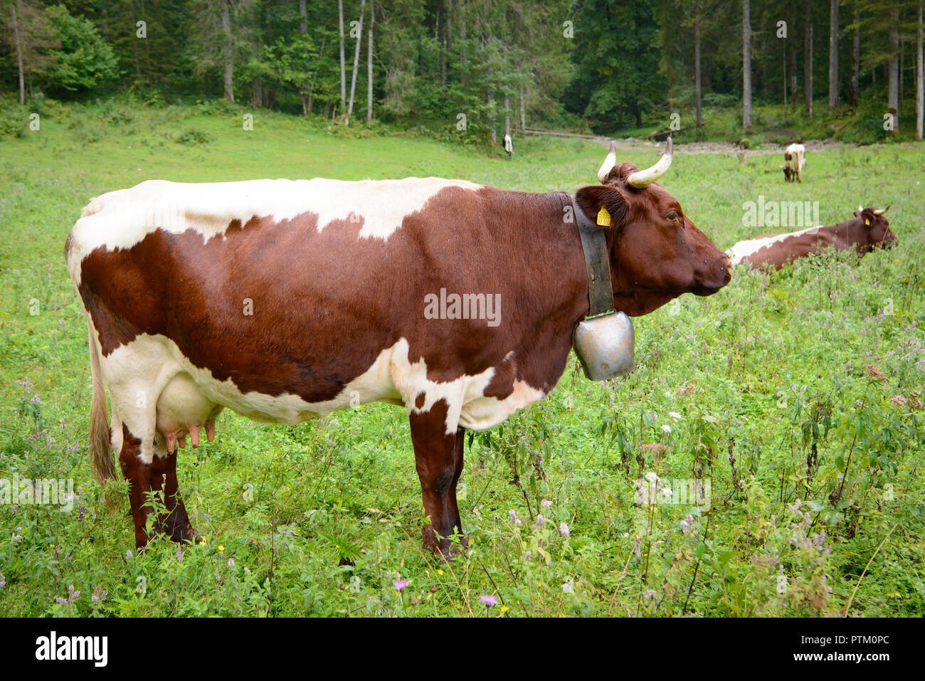Pinzgau bovins, lait de vache vache avec bell sur l'alpage, près de Schönau am Königssee, le parc national de Berchtesgaden Banque D'Images