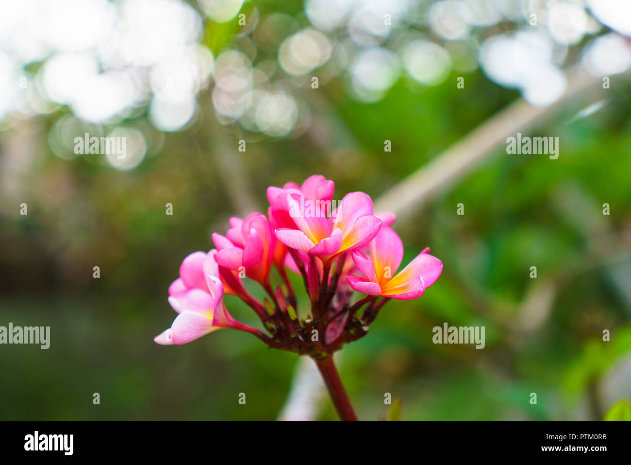 Tropical floer Bali Banque D'Images