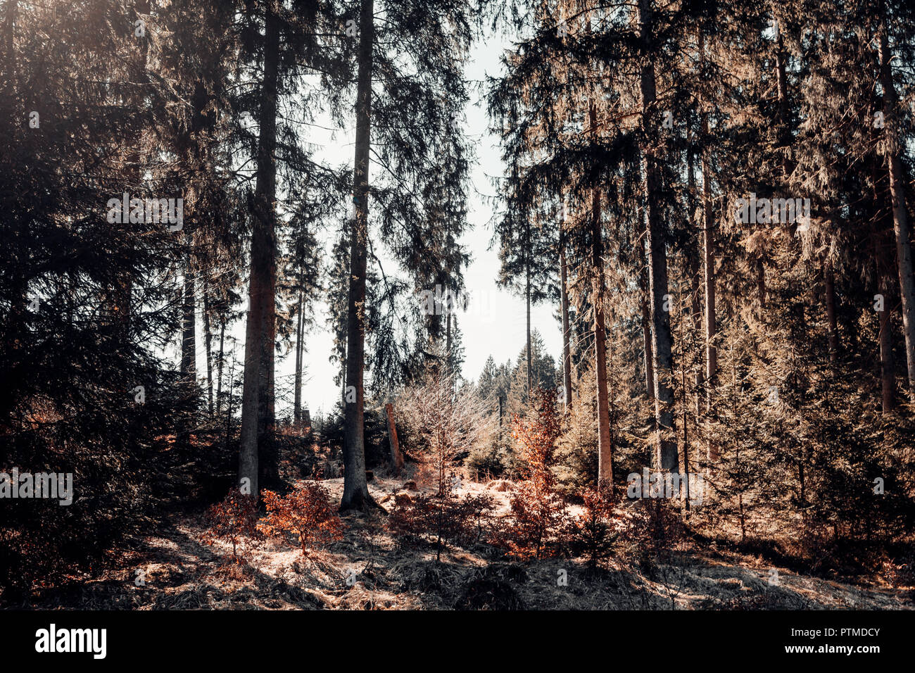 Arbres sombres dans la forêt d'automne avec beaucoup de soleil. Touche de couleur dans la nature et du soleil Banque D'Images