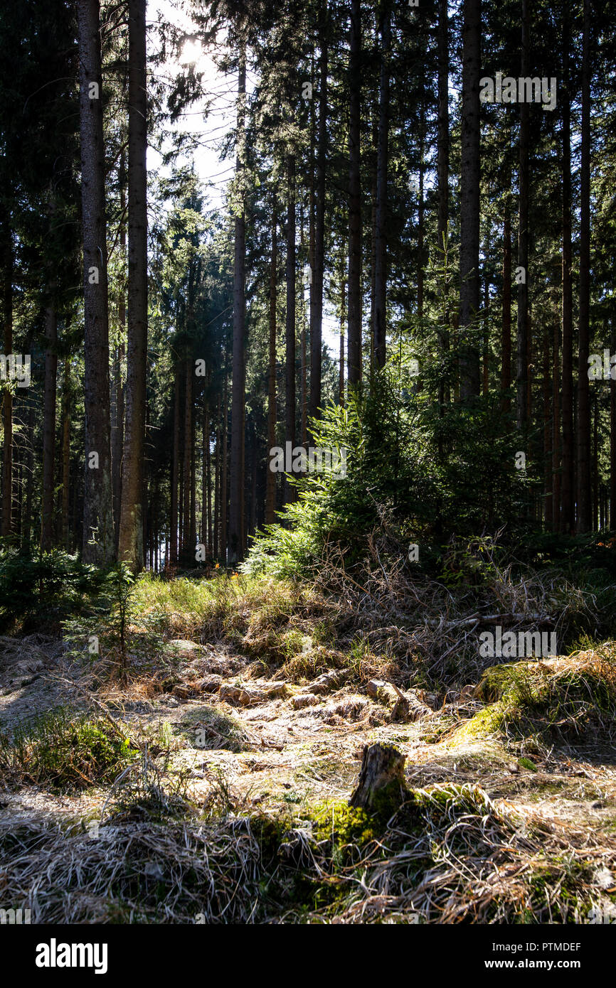 Arbres sombres dans la forêt d'automne avec beaucoup de soleil. Touche de couleur dans la nature et du soleil Banque D'Images