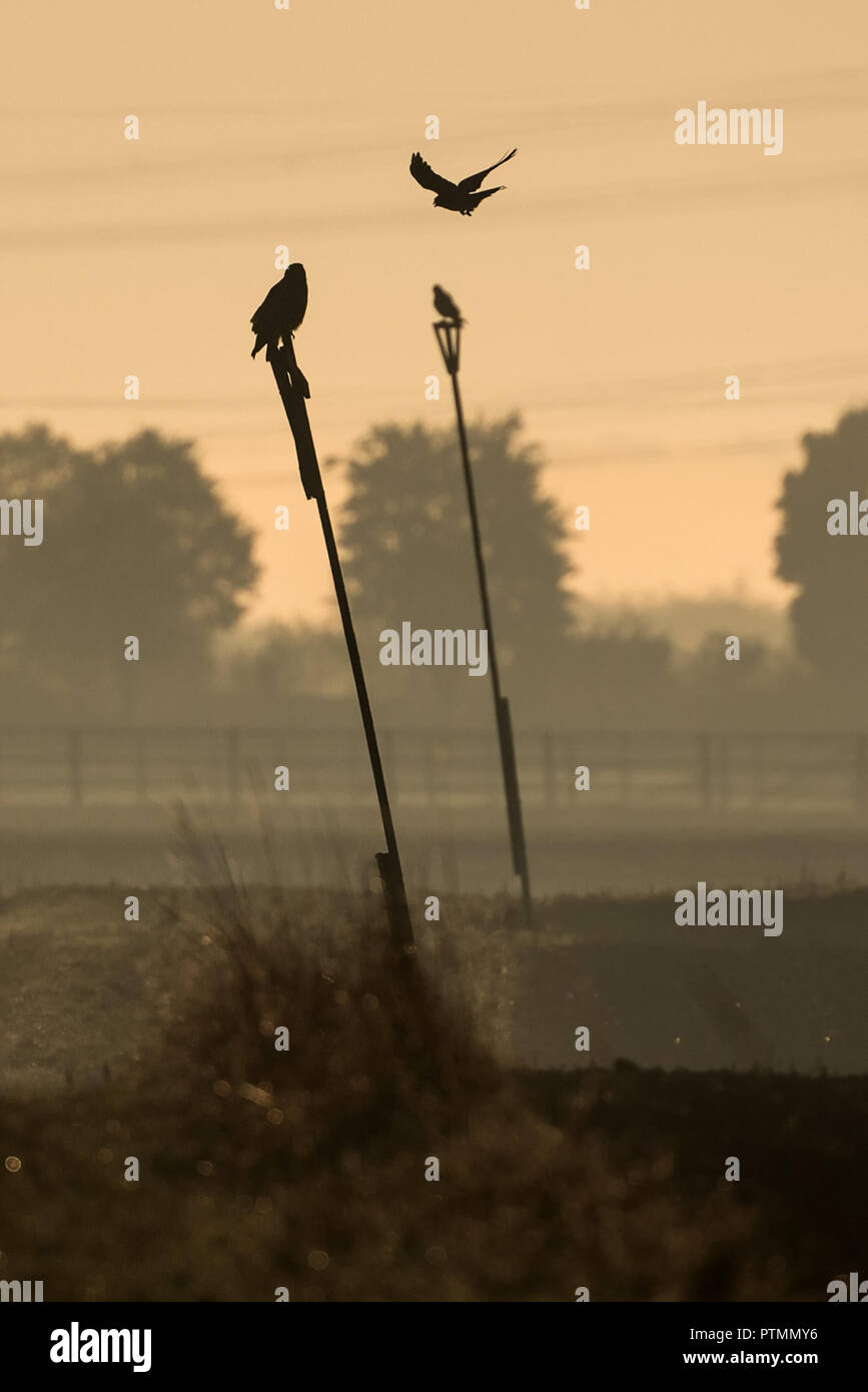 10 octobre 2018, en Rhénanie du Nord-Westphalie, Pulheim : Oiseaux de proie s'asseoir sur des poteaux assis dans la brume matinale. Photo : Federico Gambarini/dpa Banque D'Images
