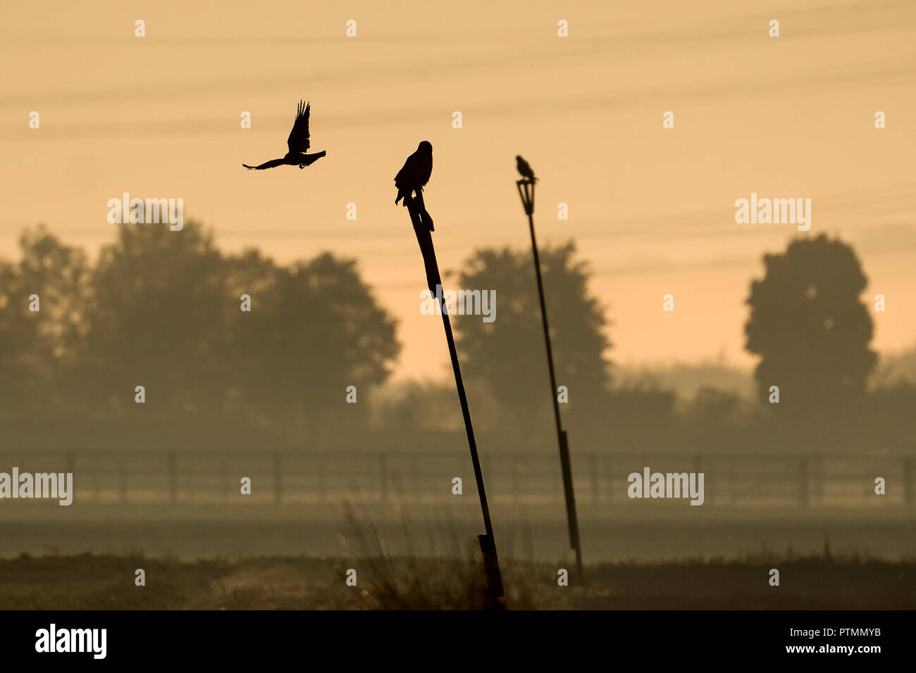 10 octobre 2018, en Rhénanie du Nord-Westphalie, Pulheim : Oiseaux de proie s'asseoir sur des poteaux assis dans la brume matinale. Photo : Federico Gambarini/dpa Banque D'Images