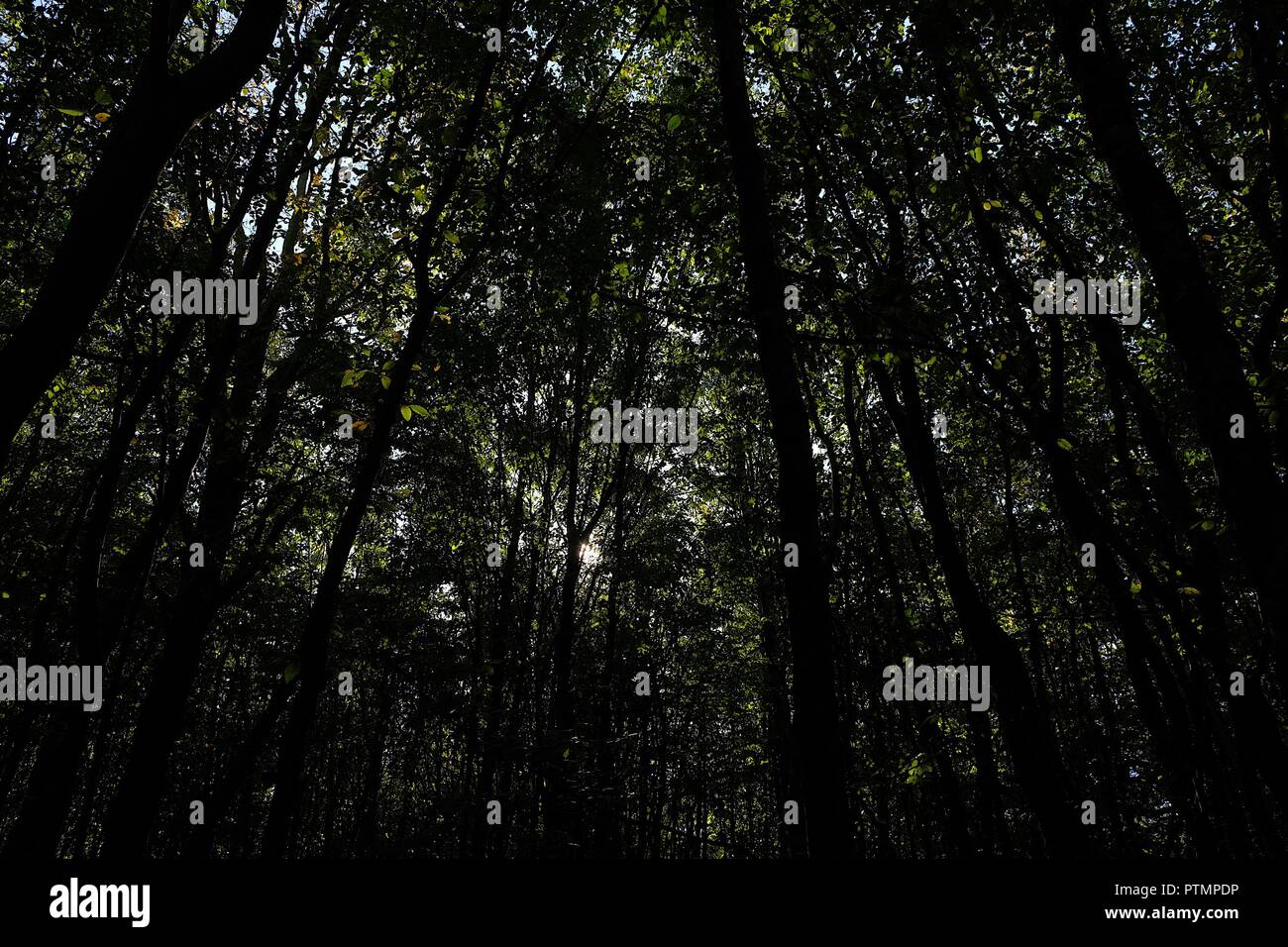 Ashford, Kent, UK. 10 Oct, 2018. Météo France : beau temps ensoleillé dans le Hamstreet woods réserve naturelle nationale dans le village de Hamstreet juste en dehors de Ashford. Quelques personnes profitent de la journée d'octobre le plus chaud depuis de nombreuses années. © Paul Lawrenson, 2018 Crédit photo : Paul Lawrenson / Alamy Live News Banque D'Images