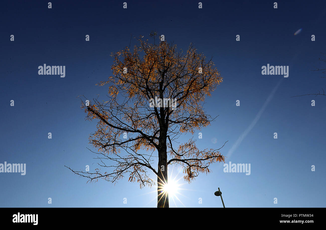 10 octobre 2018, Berlin, Cologne : le soleil brille derrière un arbre avec les feuilles d'automne. Photo : Oliver Berg/dpa Banque D'Images