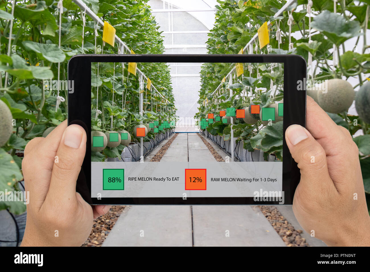 L'agriculture, de l'agriculture intelligente ito 4.0 Concept de la technologie de l'industrie, maintenir le fermier d'un comprimé à l'utilisation mixte de logiciels de réalité virtuelle augmentée inte artificiel Banque D'Images