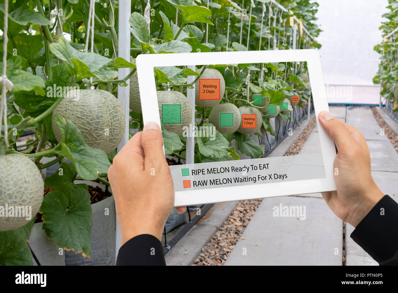 L'agriculture, de l'agriculture intelligente ito 4.0 Concept de la technologie de l'industrie, maintenir le fermier d'un comprimé à l'utilisation mixte de logiciels de réalité virtuelle augmentée inte artificiel Banque D'Images
