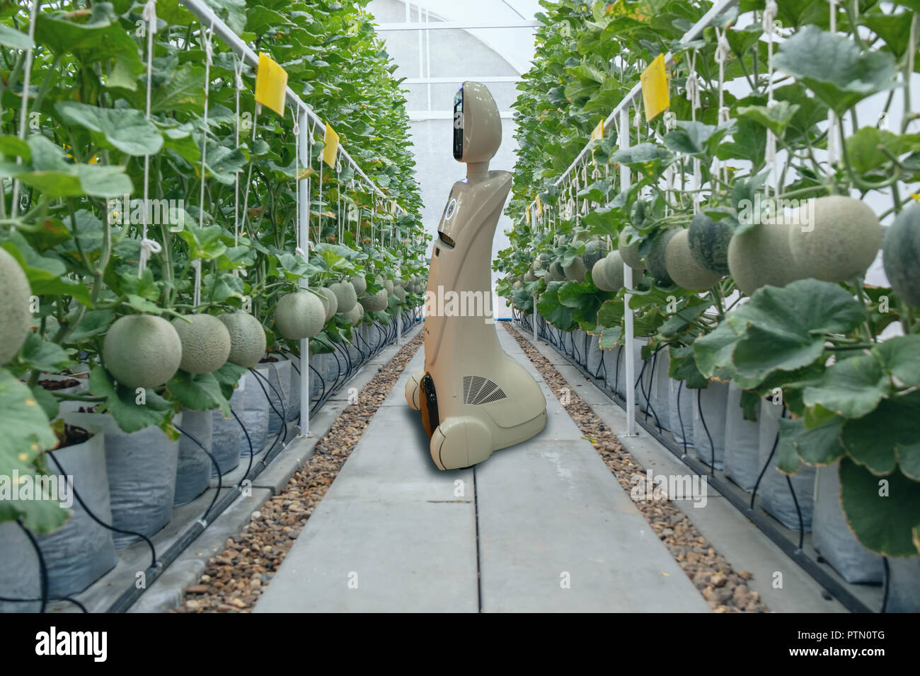 L'agriculture, de l'agriculture intelligente ito dans l'industrie 4.0 technologie concept tendance, à l'aide du robot dans la ferme à aider les agriculteurs recueillent des données ,garder , tracking, détecter les inse Banque D'Images