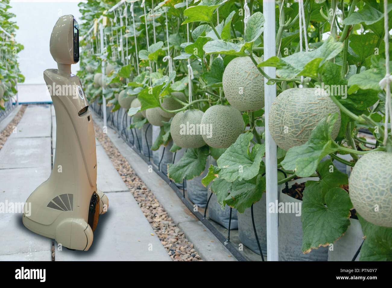 L'agriculture, de l'agriculture intelligente ito dans l'industrie 4.0 technologie concept tendance, à l'aide du robot dans la ferme à aider les agriculteurs recueillent des données ,garder , tracking, détecter les inse Banque D'Images