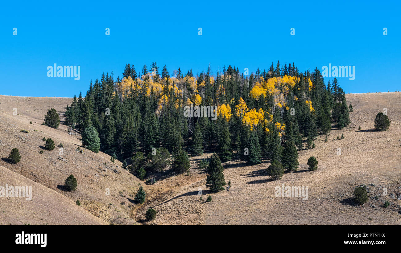 Trembles en couleurs de l'automne doré entrecoupées par un bosquet de pins, d'épinettes et de sapins sur une colline herbeuse en 16:9 aspect ratio Banque D'Images