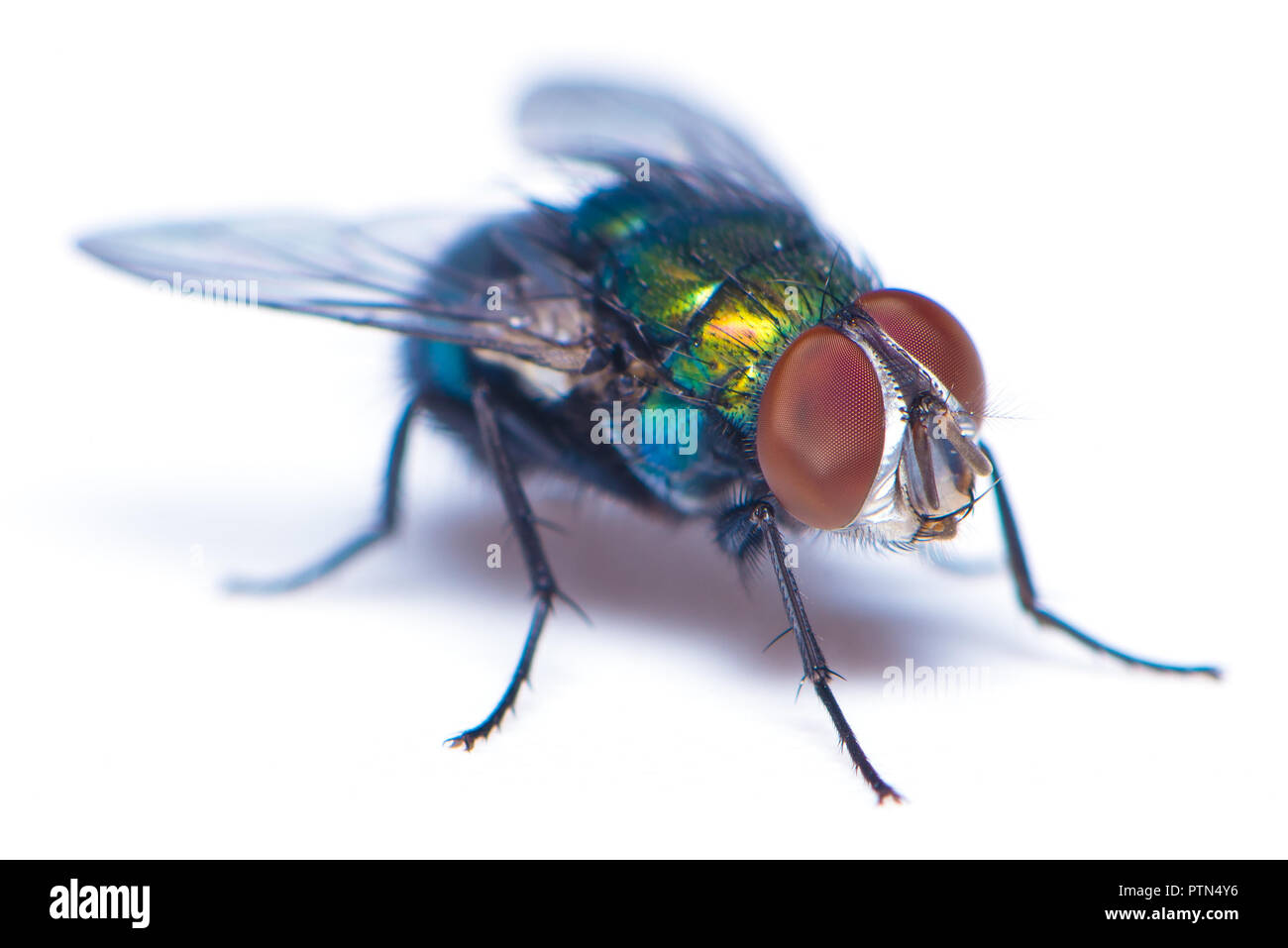 Une mouche domestique l'un des vecteurs de maladie isolé sur fond blanc Banque D'Images